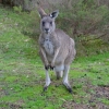 Zdjęcie z Australii - Zmokniety kangur