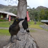 Zdjęcie z Australii - Ciekawskie strepery w Halls Gap