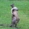 Zdjęcie z Australii - Cos mnie swedzi pod pacha :)