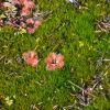 Zdjęcie z Australii - Owadozerne rosiczki