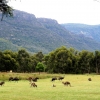 Zdjęcie z Australii - Kangury i emu na polanie za osrodkiem