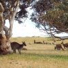 Zdjęcie z Australii - W drodze do Victor Harbor