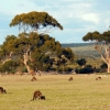 Zdjęcie z Australii - Przystanek miedzy Adelajda a Victor Harbor