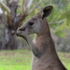 Zdjęcie z Australii - Sierotka :)