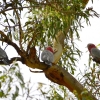 Zdjęcie z Australii - Kakadu rozowe