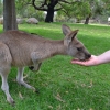 Zdjęcie z Australii - No prosze bardzo :)