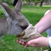 Zdjęcie z Australii - Zjem od razu wszystko :)