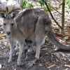 Zdjęcie z Australii - Kangurza mama z maluchem :)