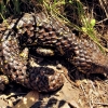 Zdjęcie z Australii - Scynk krótkoogonowy, tym razem na wolnosci