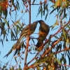 Zdjęcie z Australii - Koralicowiec czerwony karmi swoje wyrosniete piskle