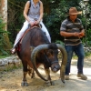 Zdjęcie z Kuby - jazda na takiej rogatej krowie - za kilka CUC - ale raczej dla odważnych😊