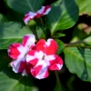 Zdjęcie z Tajlandii - Tropikalna flora