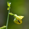 Zdjęcie z Tajlandii - Fauna i flora