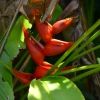 Zdjęcie z Tajlandii - Tropikalna flora