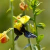 Zdjęcie z Tajlandii - Fauna i flora