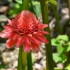 Zdjęcie z Tajlandii - Tropikalna flora