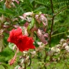 Zdjęcie z Tajlandii - Ciekawa odmiana hibiskusa