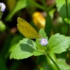 Zdjęcie z Tajlandii - Jeszcze jeden zolty motyl