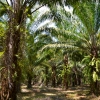 Zdjęcie z Tajlandii - Plantacja palm olejowych