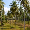 Zdjęcie z Tajlandii - Plantacja palm kokosowych obok hotelu