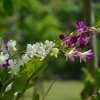 Zdjęcie z Tajlandii - Hotelowa flora