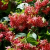 Zdjęcie z Tajlandii - Tropikalna flora