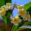 Zdjęcie z Tajlandii - Frangipani - zapach tropikow