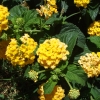 Zdjęcie z Maroka - flora
