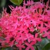 Zdjęcie z Tajlandii - Tajska flora