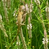 Zdjęcie z Tajlandii - Fauna i flora