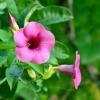 Zdjęcie z Tajlandii - Flora