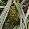 Zdjęcie z Tajlandii - Flora