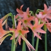 Zdjęcie z Tajlandii - Flora
