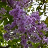 Zdjęcie z Tajlandii - Tajska flora
