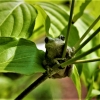 Zdjęcie z Tajlandii - Hotelowa fauna :)