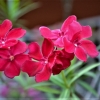 Zdjęcie z Tajlandii - Hotelowa flora