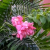 Zdjęcie z Tajlandii - Tajska flora