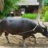 Zdjęcie z Tajlandii - W drodze do swiatyni Wat Khao Rang Samakkhitham