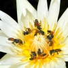 Zdjęcie z Tajlandii - Fauna i flora
