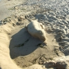 Zdjęcie z Bułgarii - ostatni plażowicze