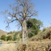 Zdjęcie z Etiopii - baobab