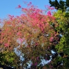 Zdjęcie z Meksyku -  a pomiędzy tymi perełkami - kwitnące piękności