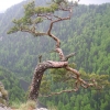 Polska - Pieniny