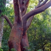 Zdjęcie z Meksyku - te niecodzienne drzewa to bursera, ale często nazywają je tu po prostu:mulato albo arbol del turista