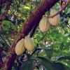 Zdjęcie z Meksyku - rosło tu sobie w cieniu wielkich drzew- najpyszniejsze warzywo świata! 😊 - czekoladaaaaa!  