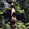 Zdjęcie z Meksyku - wielkie drzewa z jakimiś "naroślami" ???