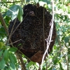 Zdjęcie z Meksyku - termitiery na drzewach też tu były... o, takie...