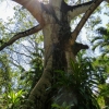 Zdjęcie z Meksyku - w cieniu potężnych drzew