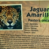 Zdjęcie z Meksyku - mieszka tu sobie taki jaguar- jak na Królestwo majów, Azteków i Olmeków przystało! 