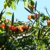 Zdjęcie z Meksyku - ach ta spatodea.... (afrykański tulipanowiec); uwielbiam kwiaty tego drzewa...